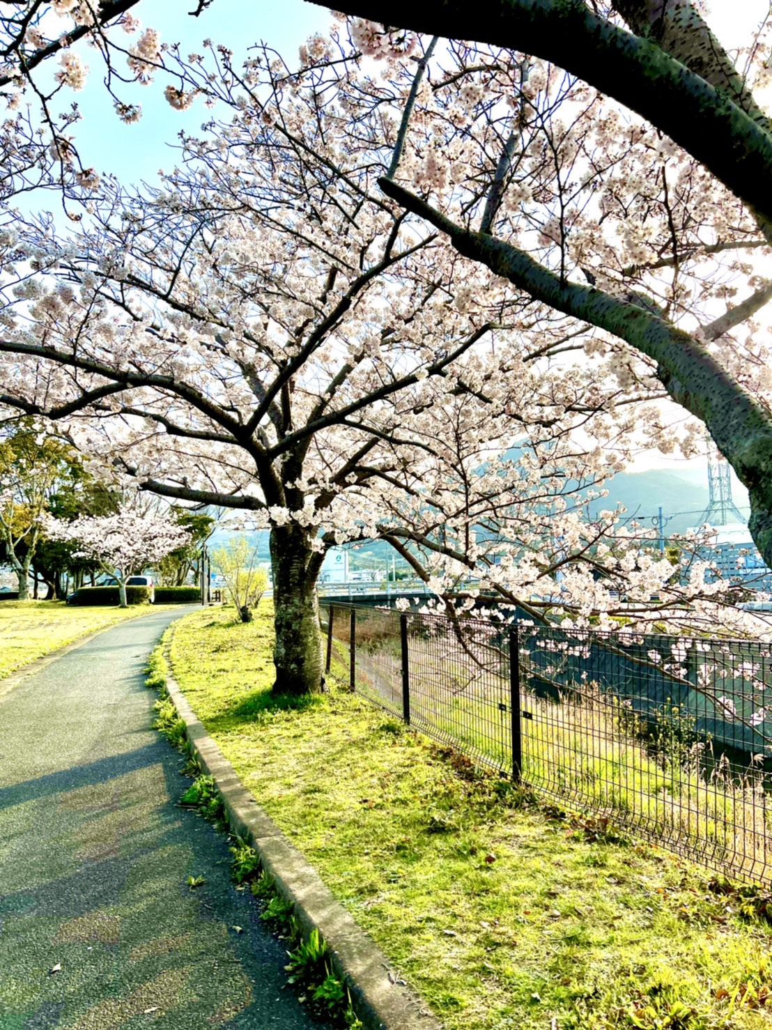 西部運動公園桜
